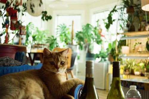 Cat, San Francisco, California