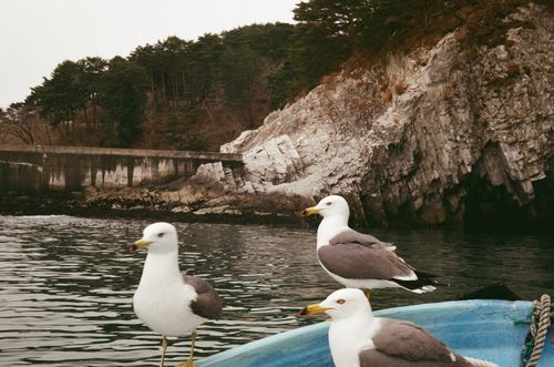 Feeding seagulls at Jodogahama Beach, Japan (terrifying)
