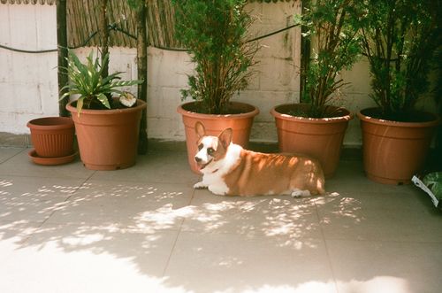 Friend's corgi, Sai Kung, Hong Kong