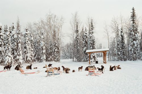 Rod's Alaskan Guide Dog Ride, Fairbanks, Alaska