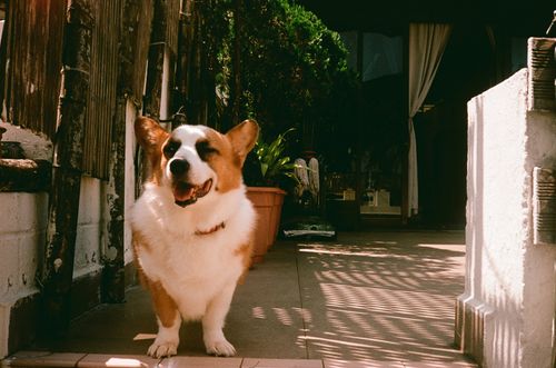 Friend's corgi, Sai Kung, Hong Kong