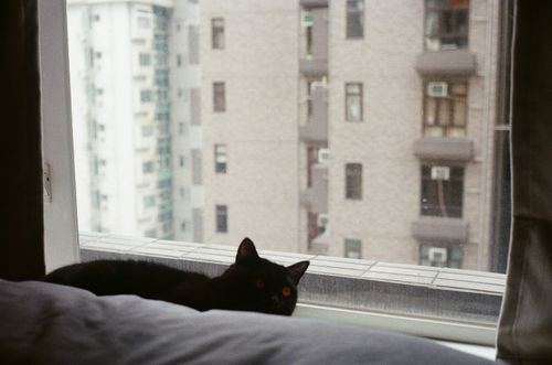 Friend's Cat, Sai Ying Pun, Hong Kong