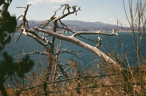 Dead tree, Kesennuma Oshima Island, Japan
