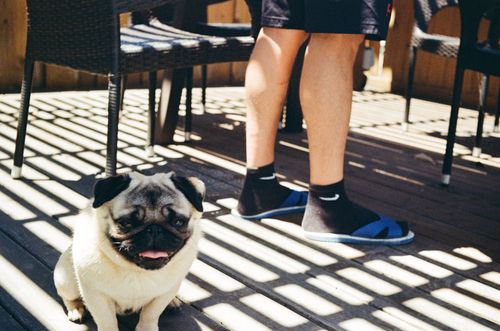 Pug in suburban home, San Ramon, California