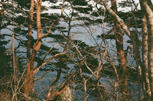 Taneishi Coast foliage, Japan